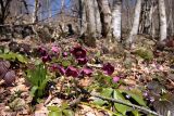 Helleborus abchasicus