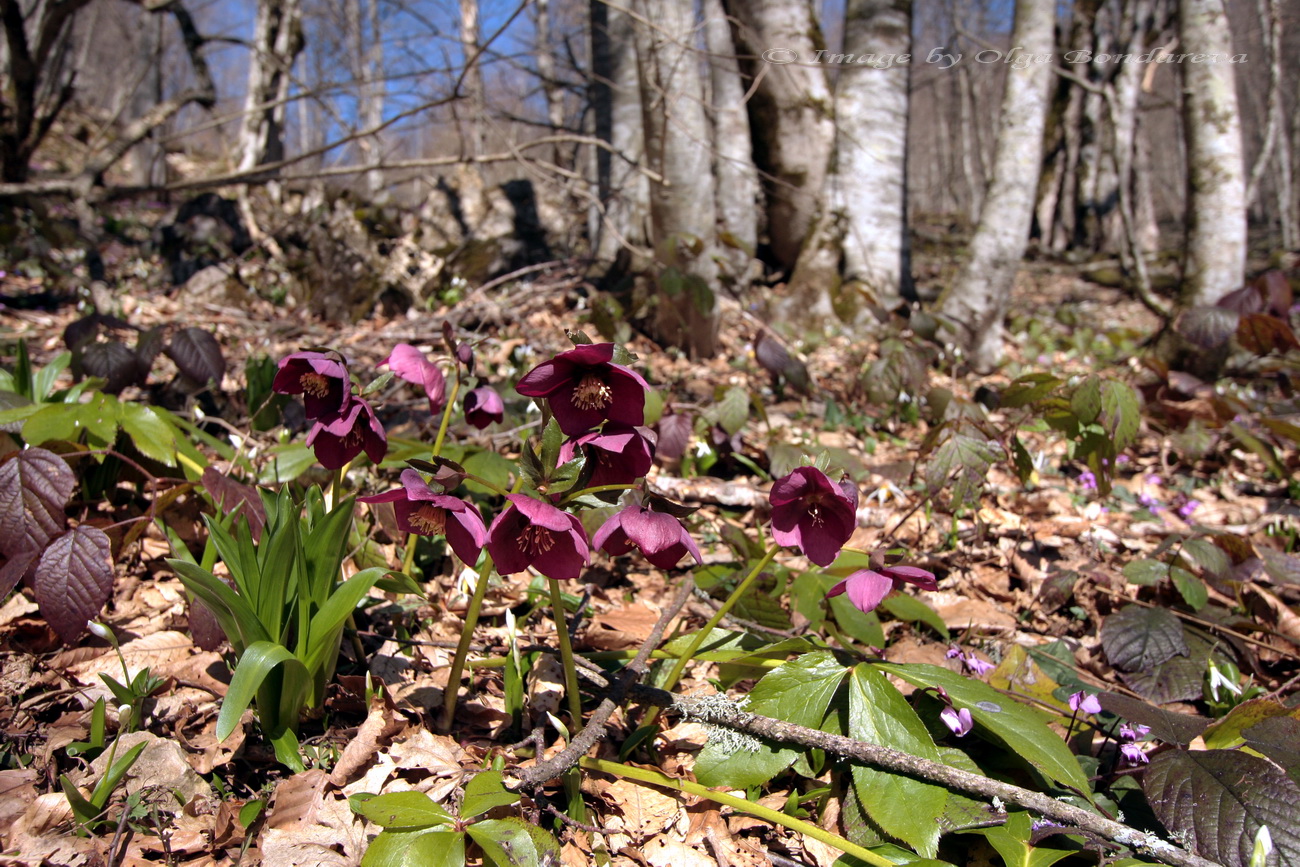 Image of Helleborus abchasicus specimen.