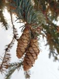 Picea glauca