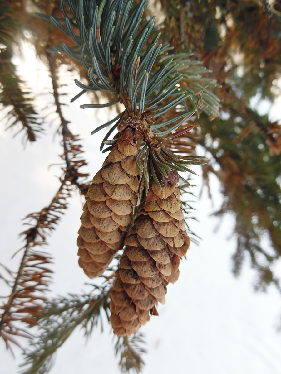 Image of Picea glauca specimen.