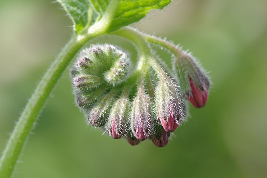 Изображение особи Symphytum caucasicum.