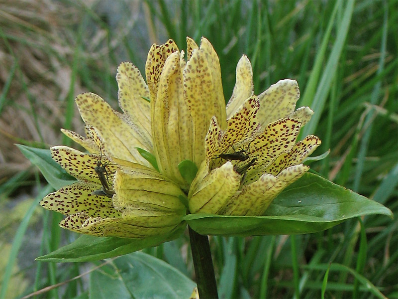 Изображение особи Gentiana punctata.