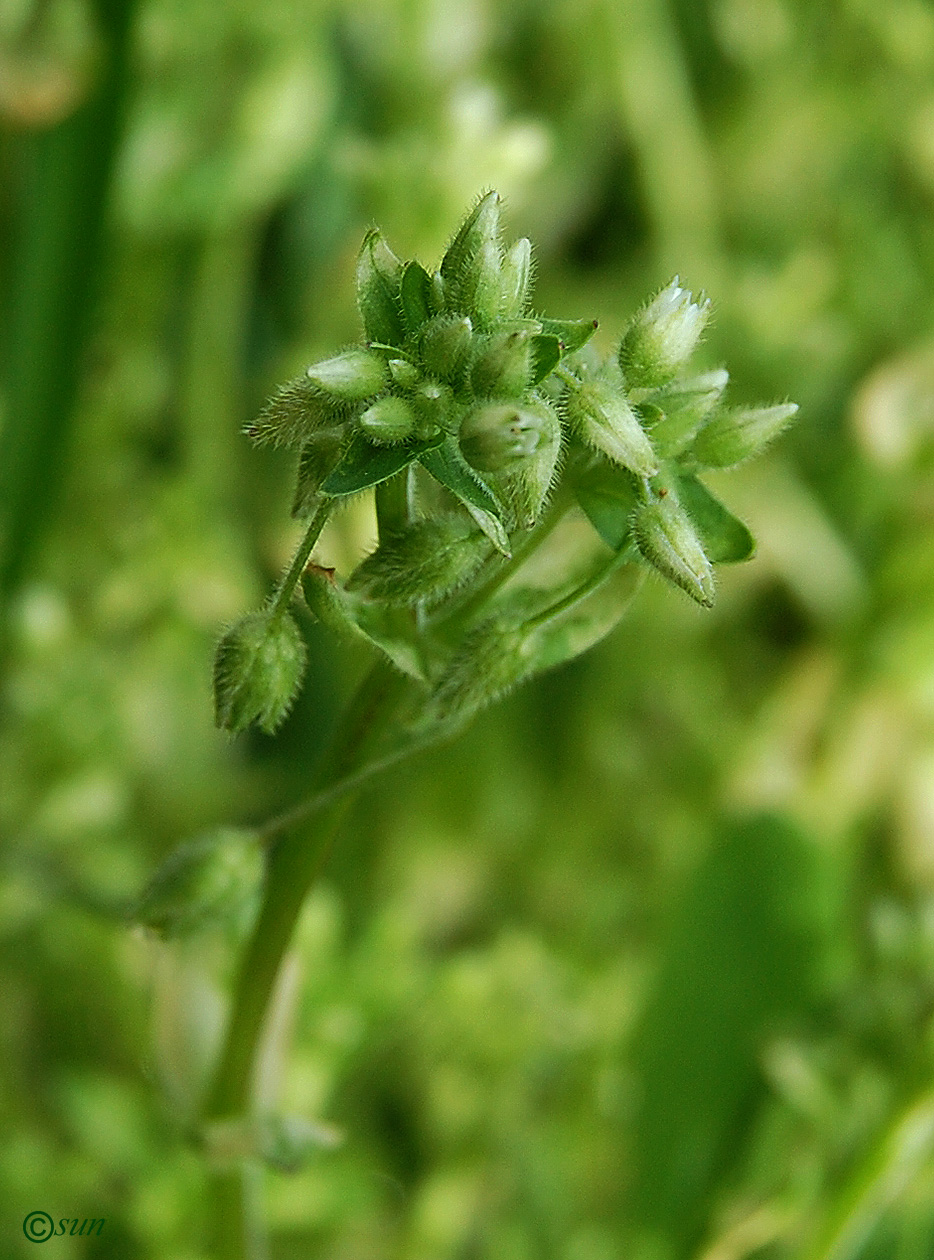 Изображение особи Cerastium holosteoides.