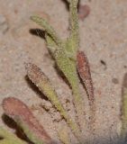 Silene villosa