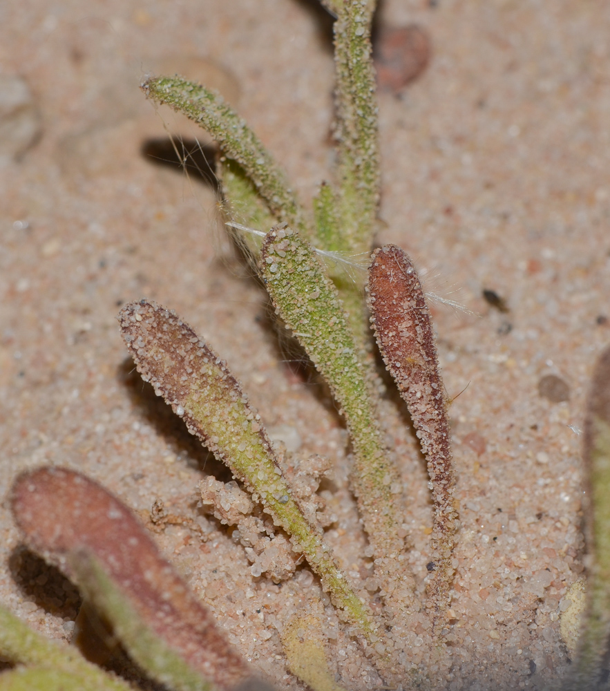 Image of Silene villosa specimen.