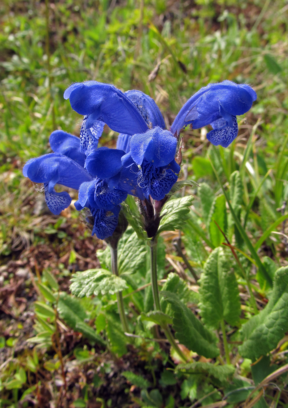 Image of Dracocephalum grandiflorum specimen.