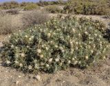 Astragalus thracicus