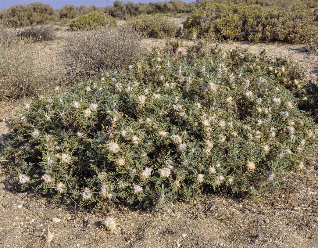 Изображение особи Astragalus thracicus.