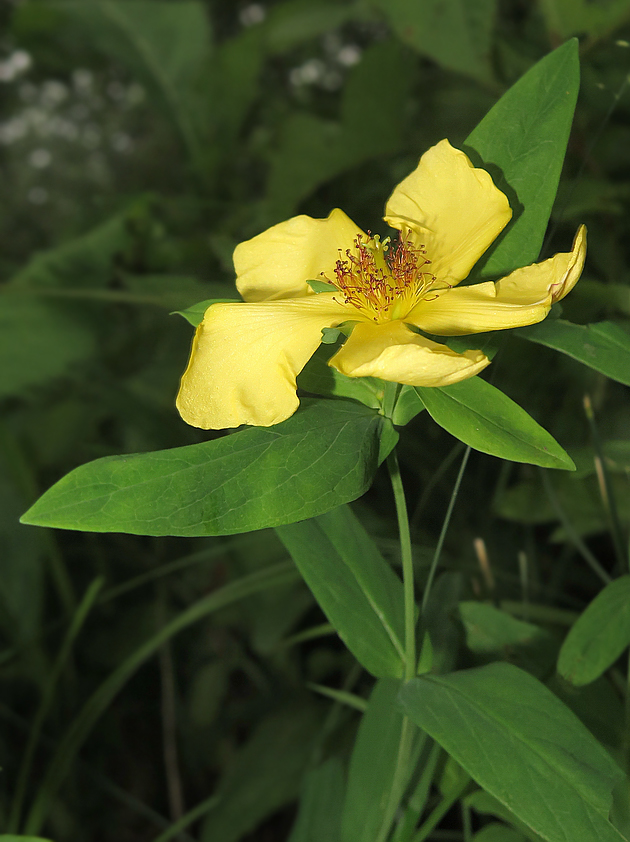 Image of Hypericum gebleri specimen.