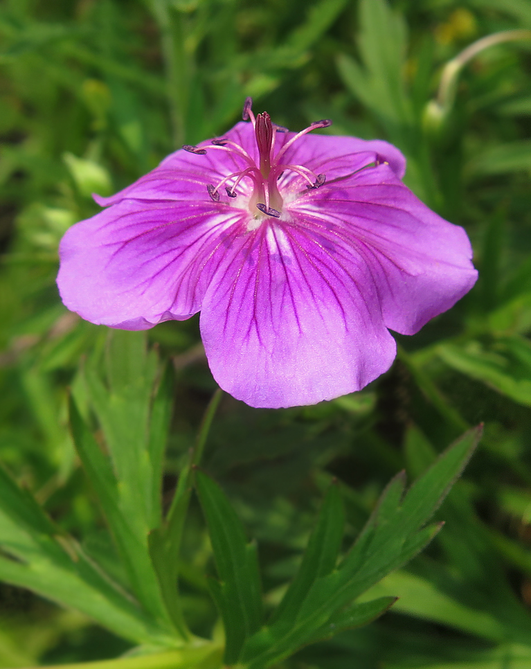 Изображение особи Geranium soboliferum.