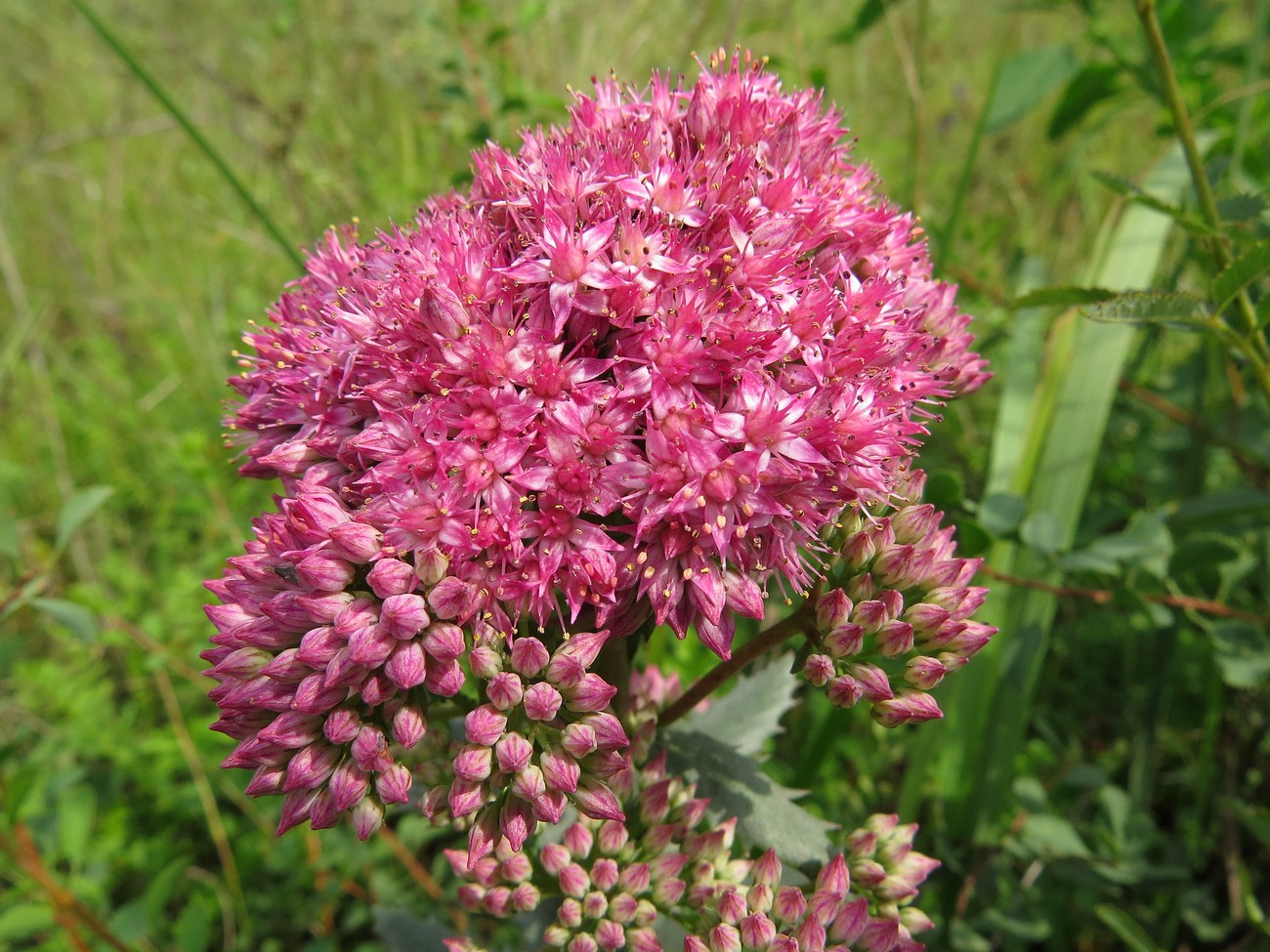 Изображение особи Hylotelephium triphyllum.