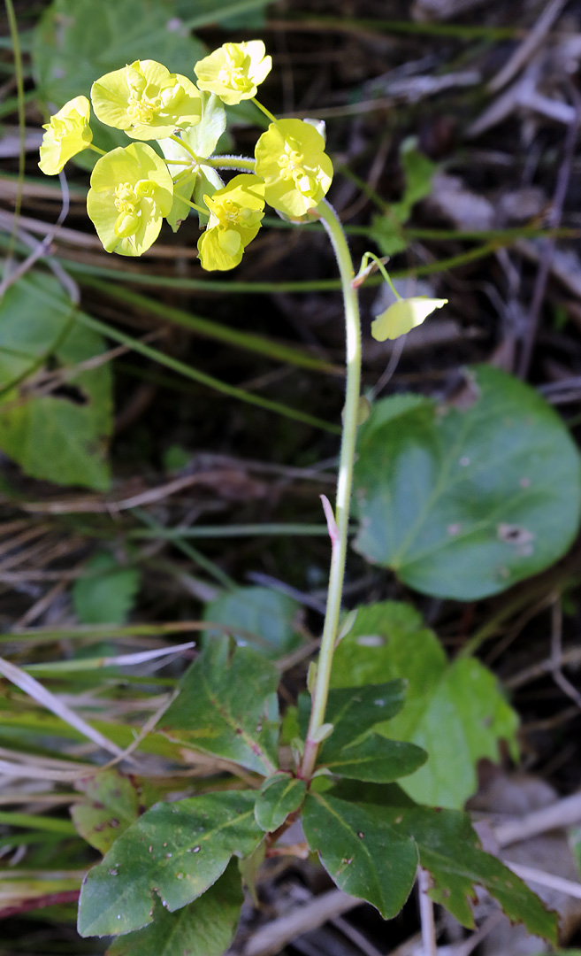 Изображение особи Euphorbia amygdaloides.