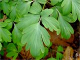 Corydalis cava