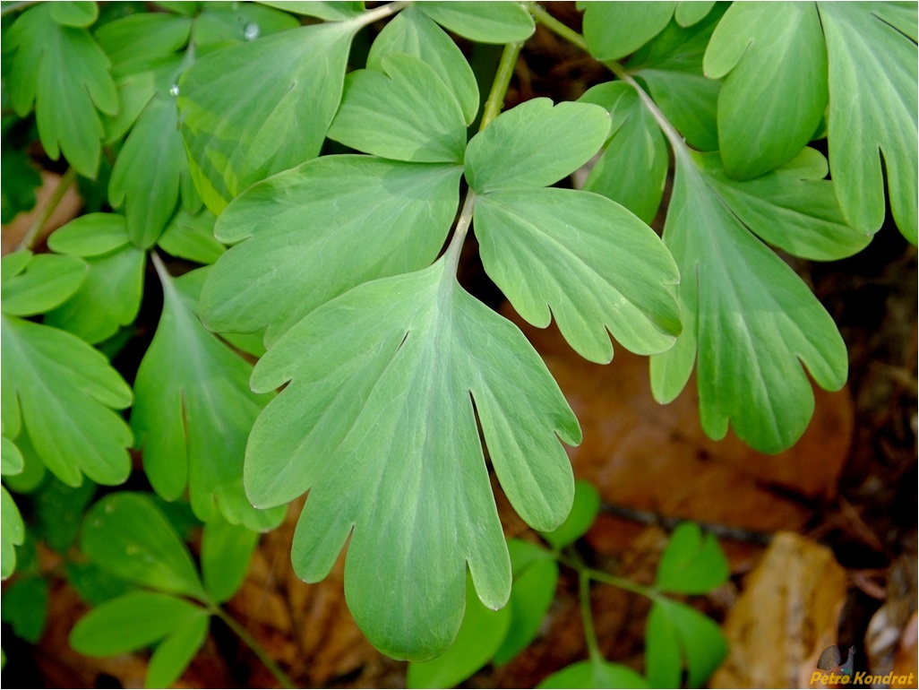 Изображение особи Corydalis cava.