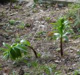 Fritillaria imperialis