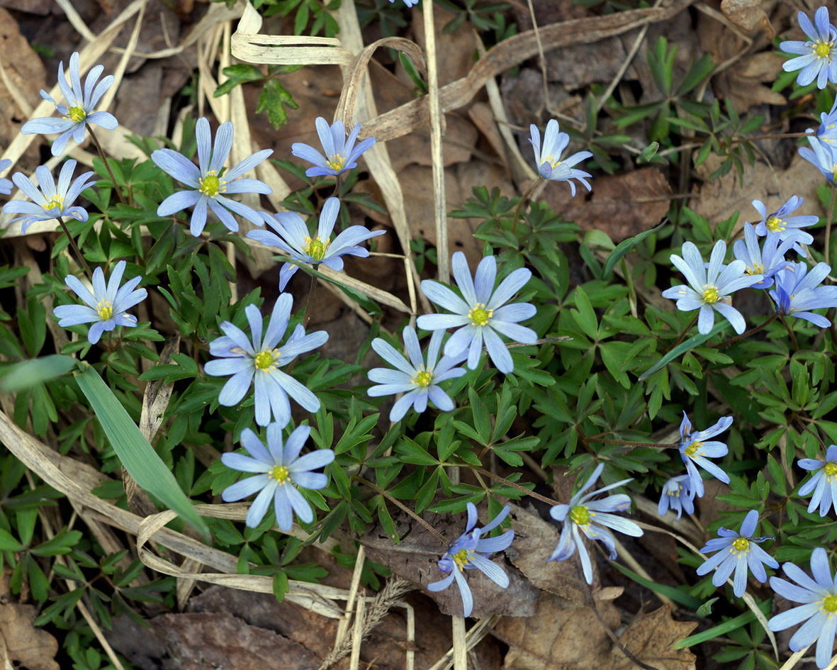 Image of Anemone caucasica specimen.