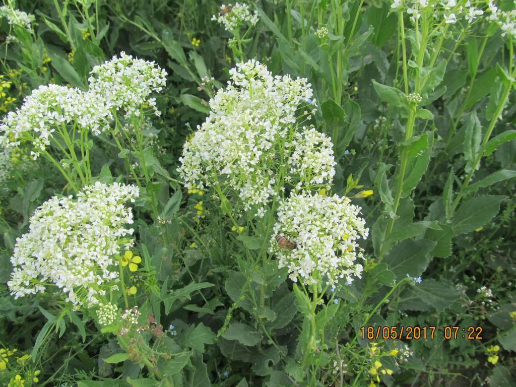 Image of Cardaria draba specimen.