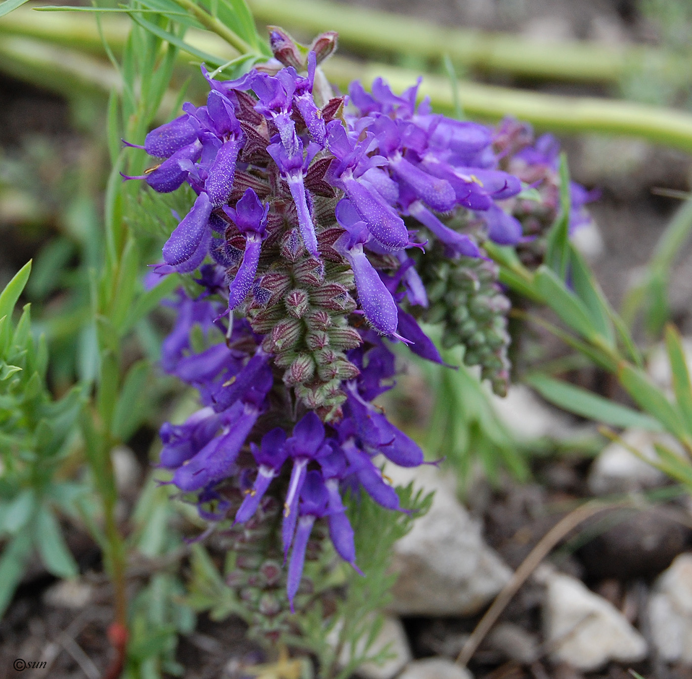 Изображение особи Salvia nutans.