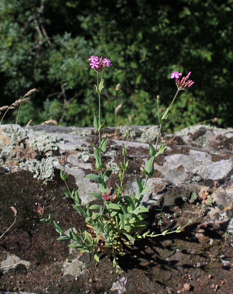 Image of Silene compacta specimen.