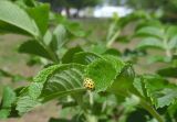 Rosa rugosa