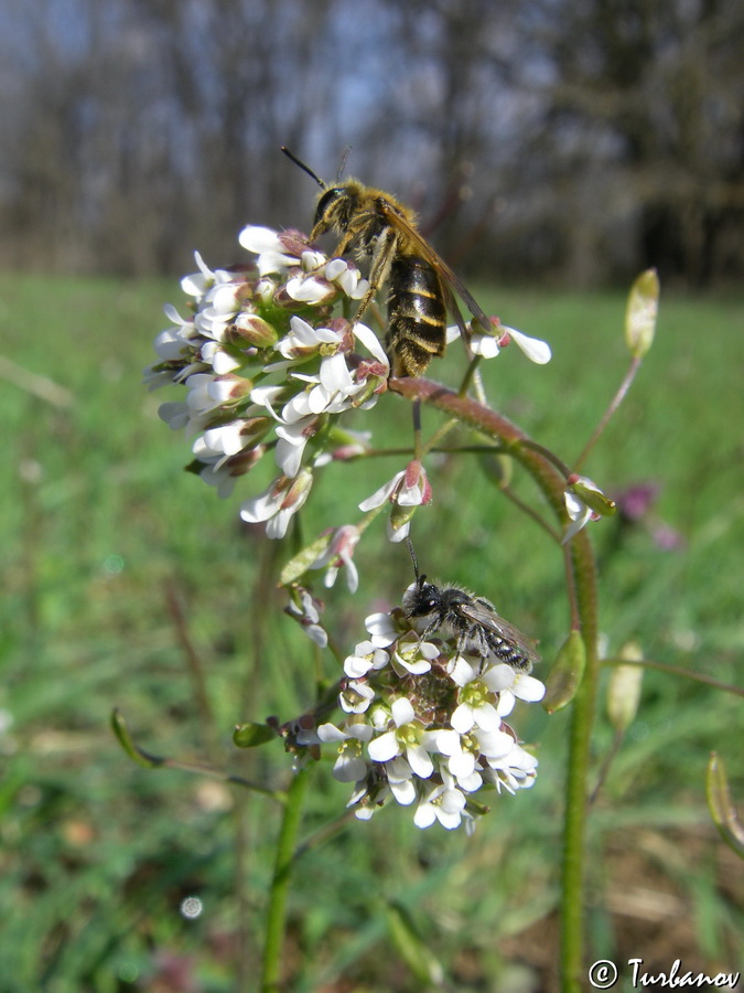 Image of Draba muralis specimen.