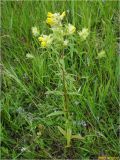 genus Rhinanthus. Цветущее растение. Украина, Ивано-Франковская обл., Болеховский горсовет, Поляницкий сельсовет, Поляницкий региональный ландшафтный парк, луг на склоне горы. 14.06.2017.