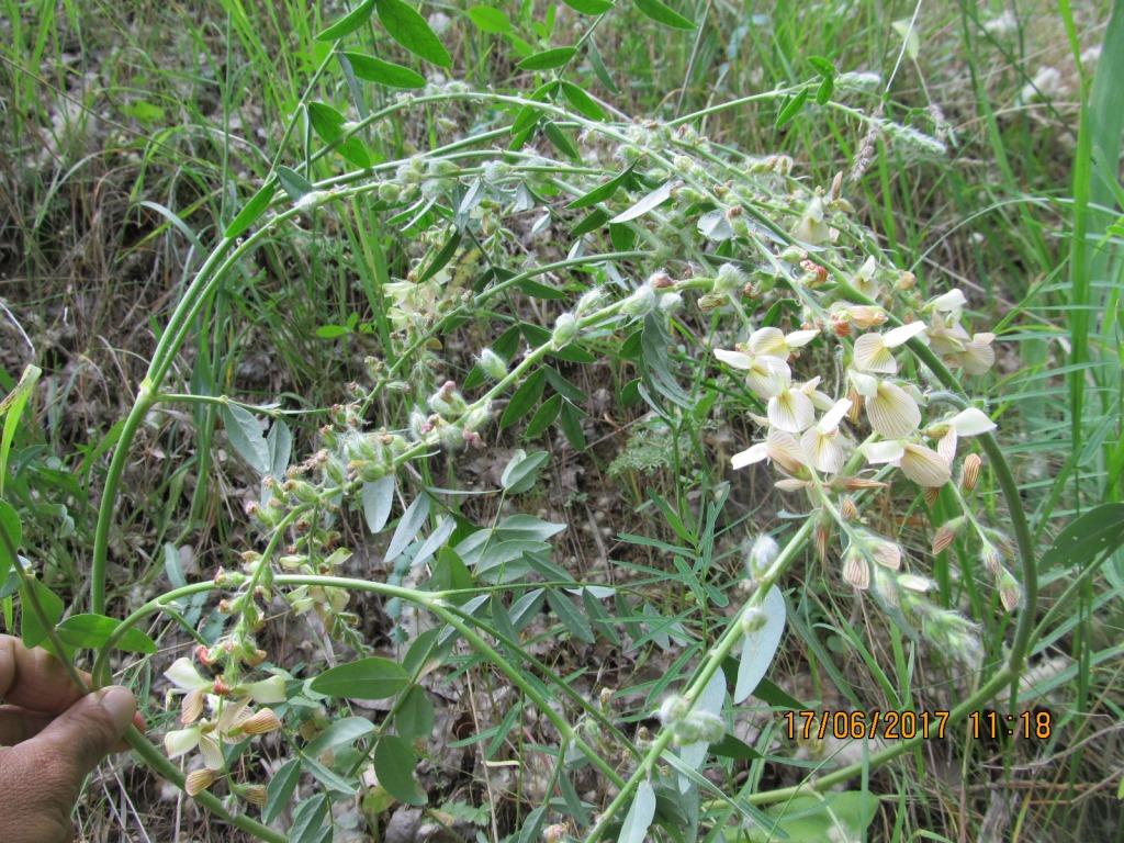 Image of Onobrychis atropatana specimen.