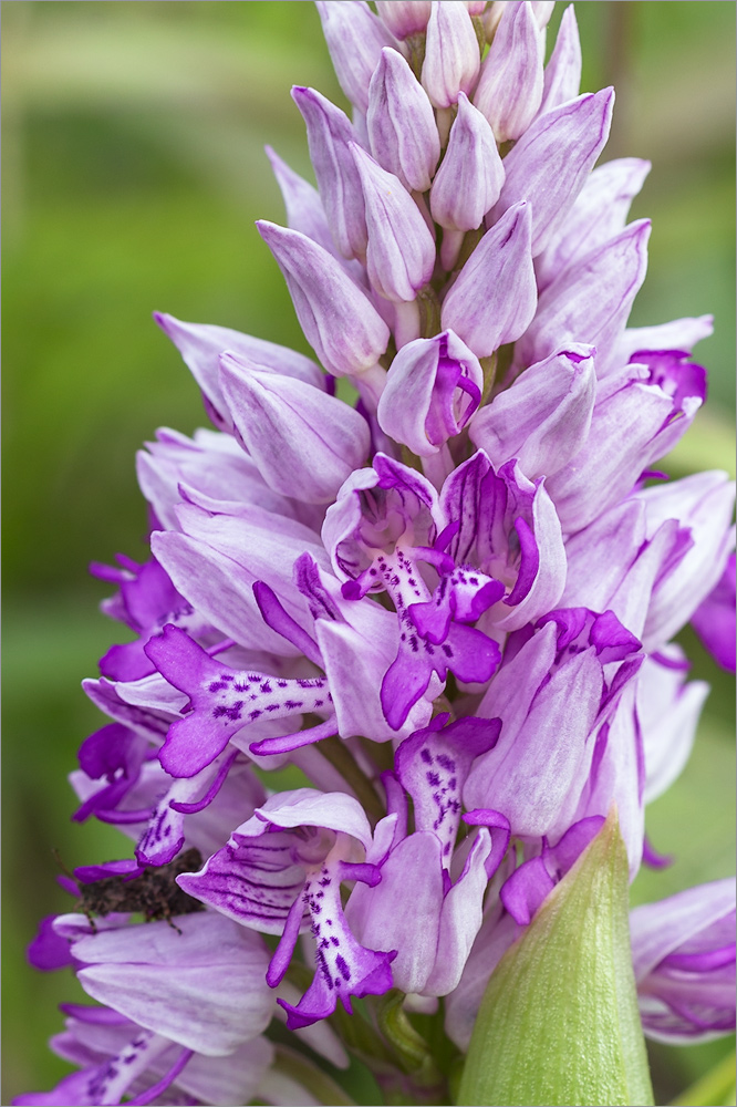 Изображение особи Orchis militaris.