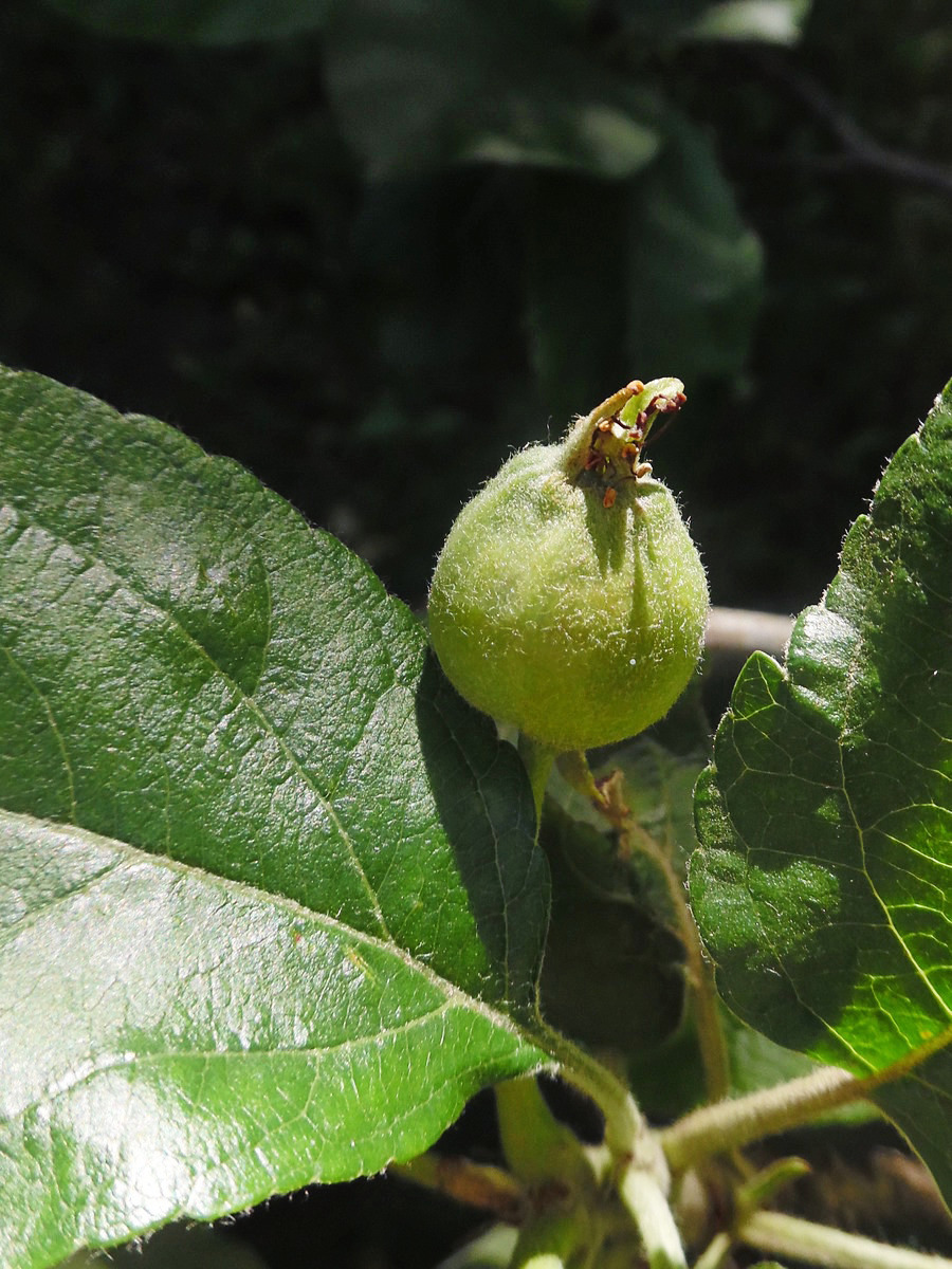 Изображение особи Malus domestica.