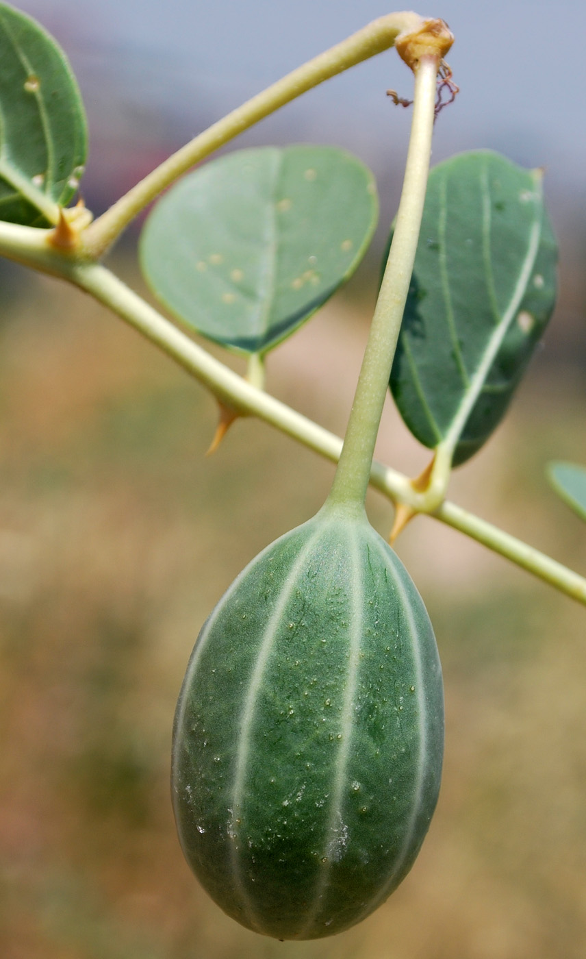 Изображение особи Capparis herbacea.