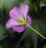 Geranium sanguineum