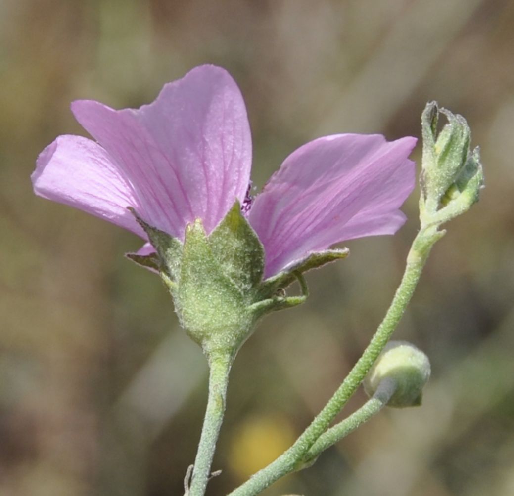 Image of Althaea cannabina specimen.