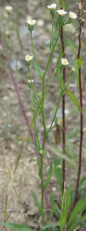 Image of Erigeron acris specimen.