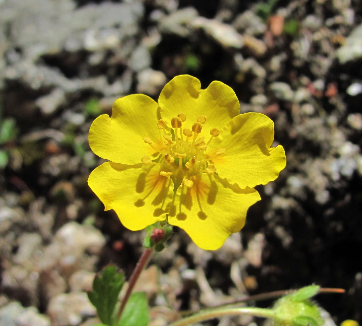 Изображение особи Potentilla gelida.