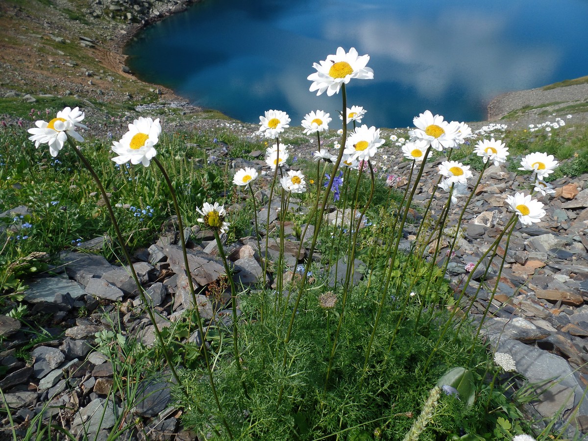 Изображение особи Pyrethrum krylovianum.