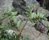 Astragalus brachytropis. Верхушка побега. Кабардино-Балкария, Эльбрусский р-н, долина р. Юсеньги, ок. 2550 м н.у.м., каменистое место у р. Юсеньги. 25.08.2017.