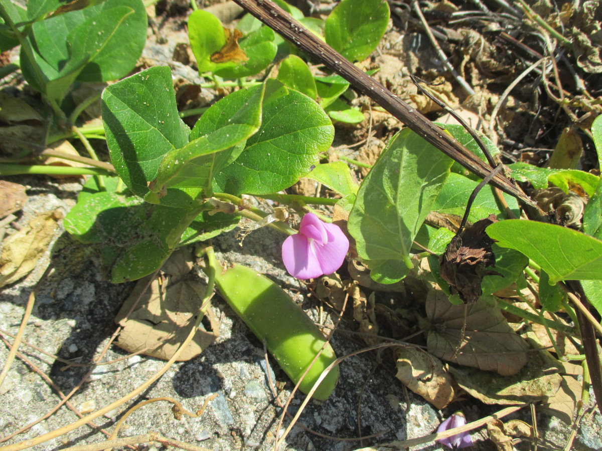 Изображение особи Canavalia maritima.