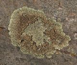 Lecanora muralis. Таллом на камне. Челябинская обл., хребет Уреньга, скальный гребень на подходе к вершине Второй сопки, ≈ 1100 м н.у.м. 16 сентября 2017 г.