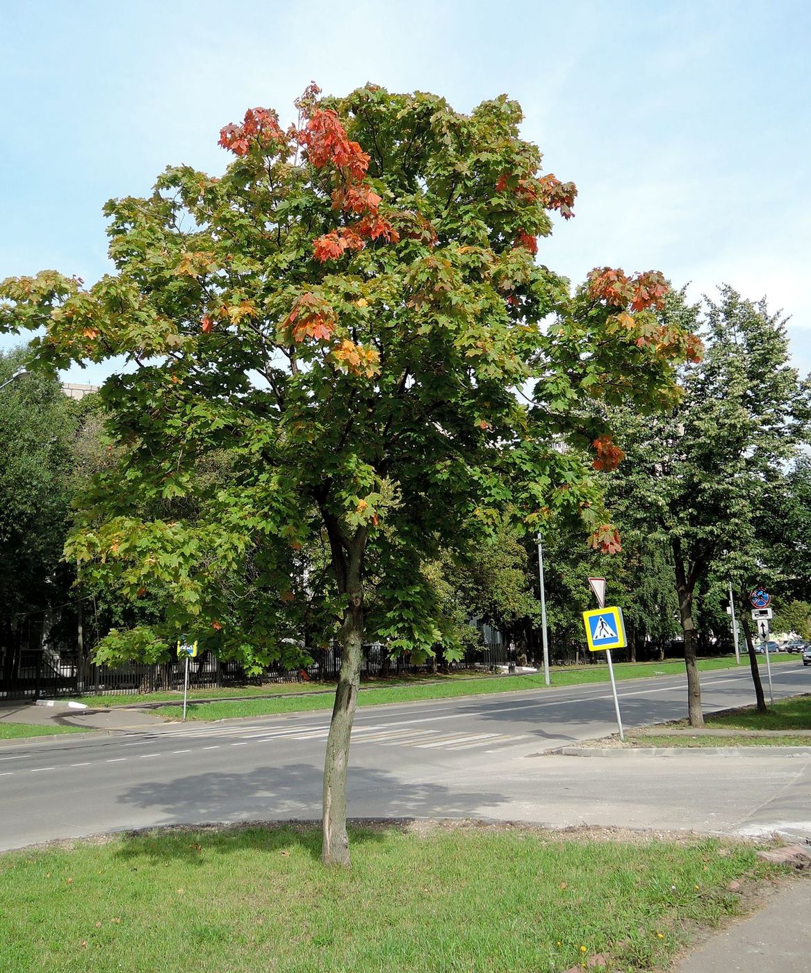 Image of Acer platanoides specimen.