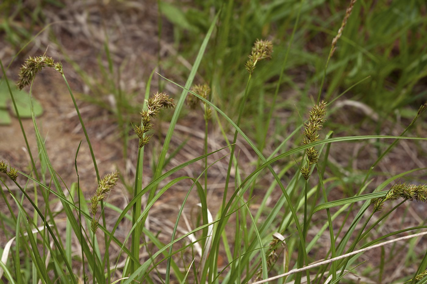 Image of Carex laevissima specimen.