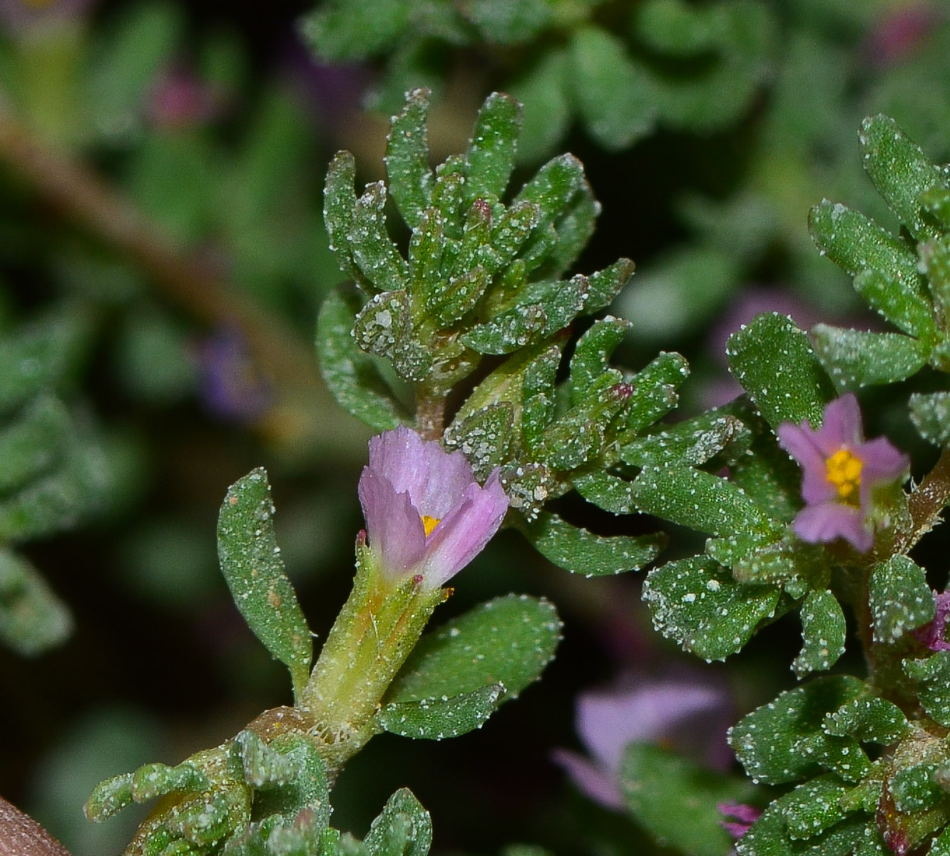 Image of Frankenia pulverulenta specimen.