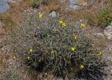 Scorzonera acanthoclada. Цветущее растение. Таджикистан, Фанские горы, перевал Лаудан, ≈ 3600 м н.у.м., сухой склон. 04.08.2017.