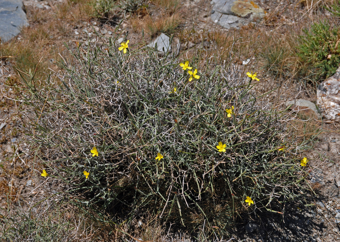 Изображение особи Scorzonera acanthoclada.