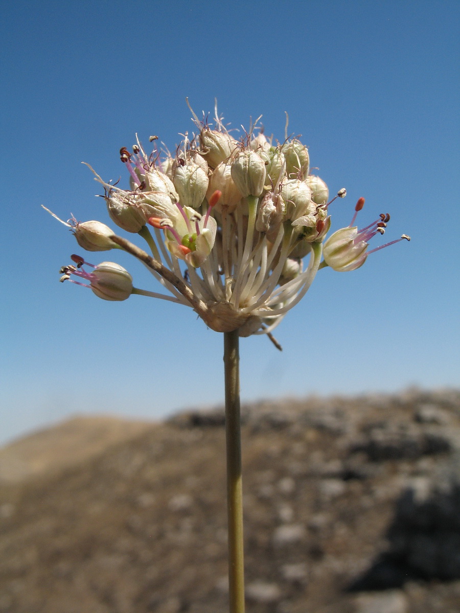 Image of genus Allium specimen.