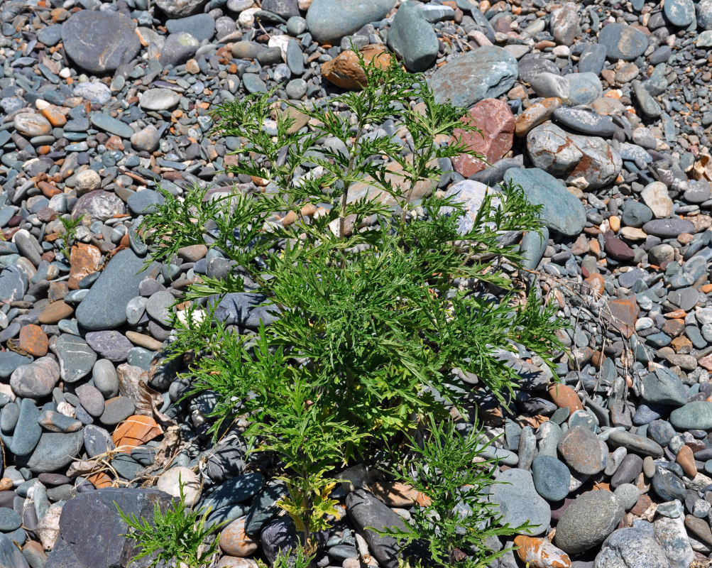 Image of Urtica cannabina specimen.