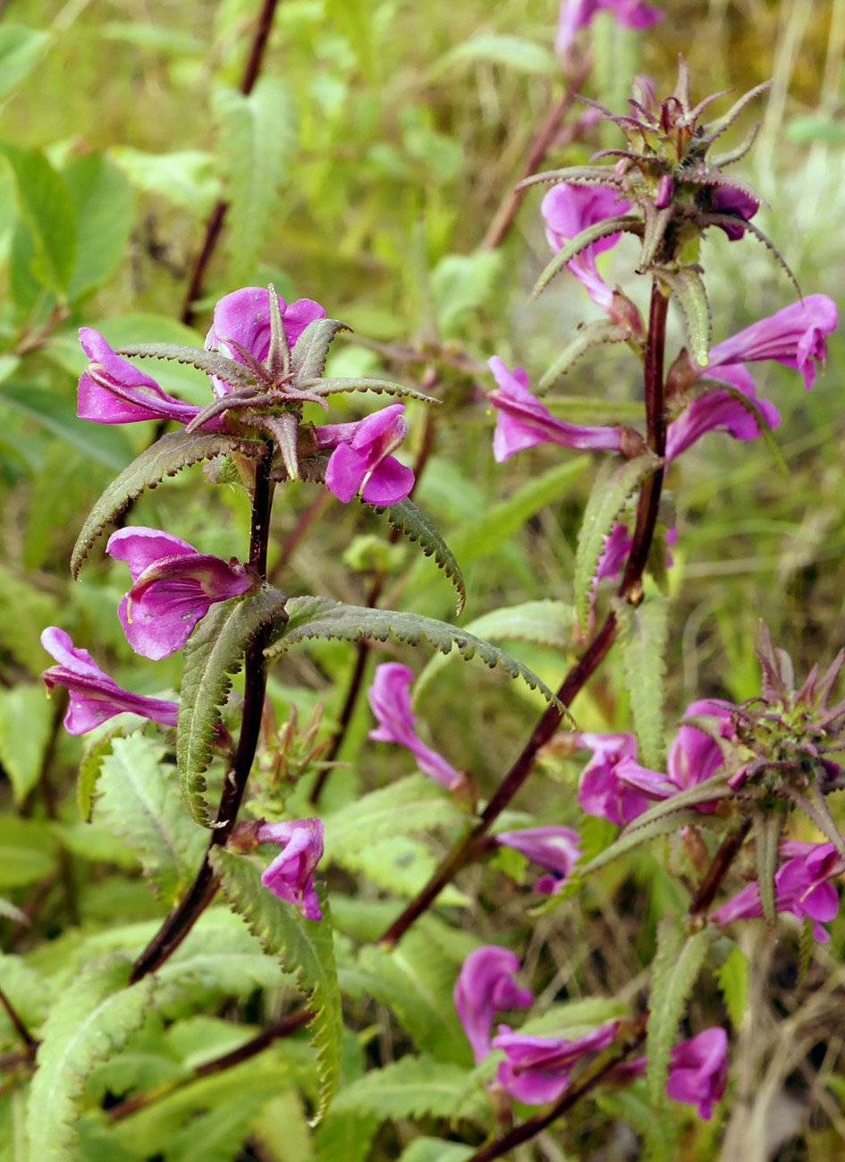 Изображение особи Pedicularis resupinata.