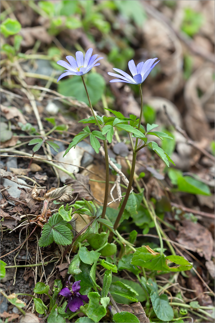 Изображение особи Anemone caucasica.