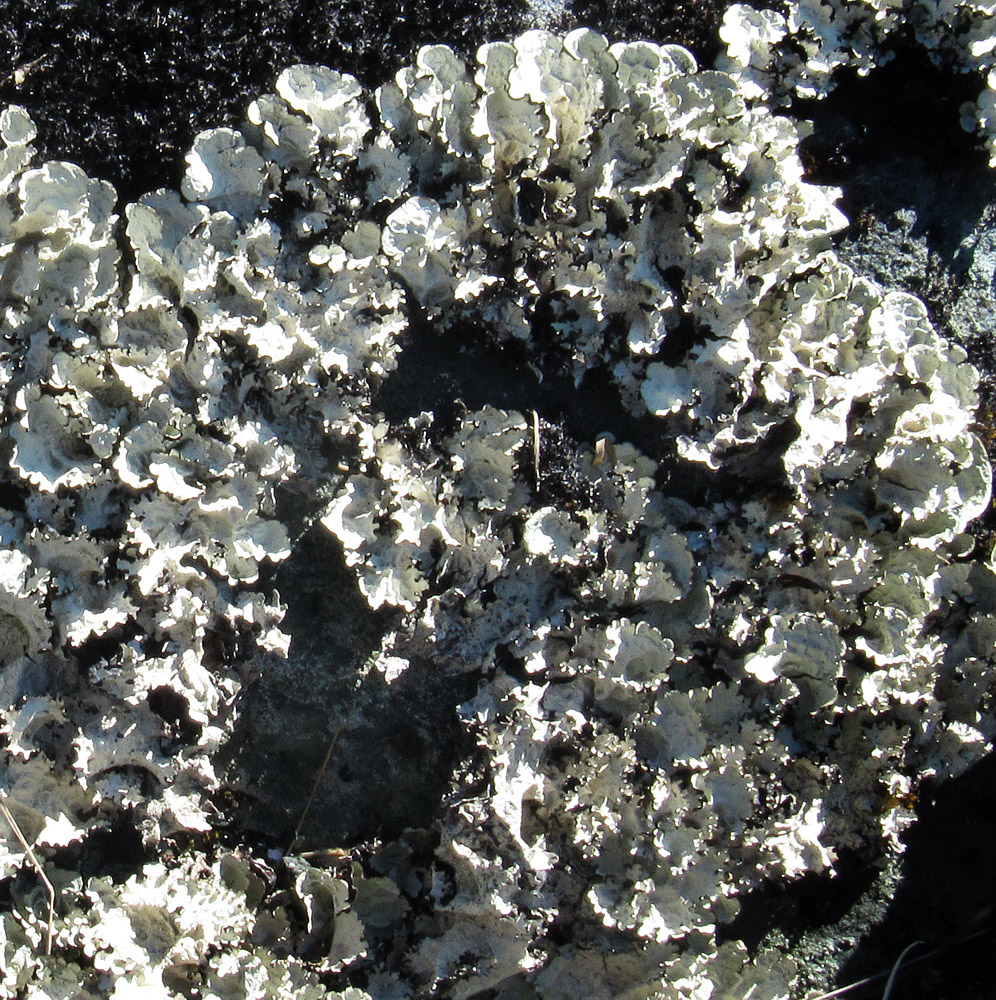 Image of Asahinea chrysantha specimen.