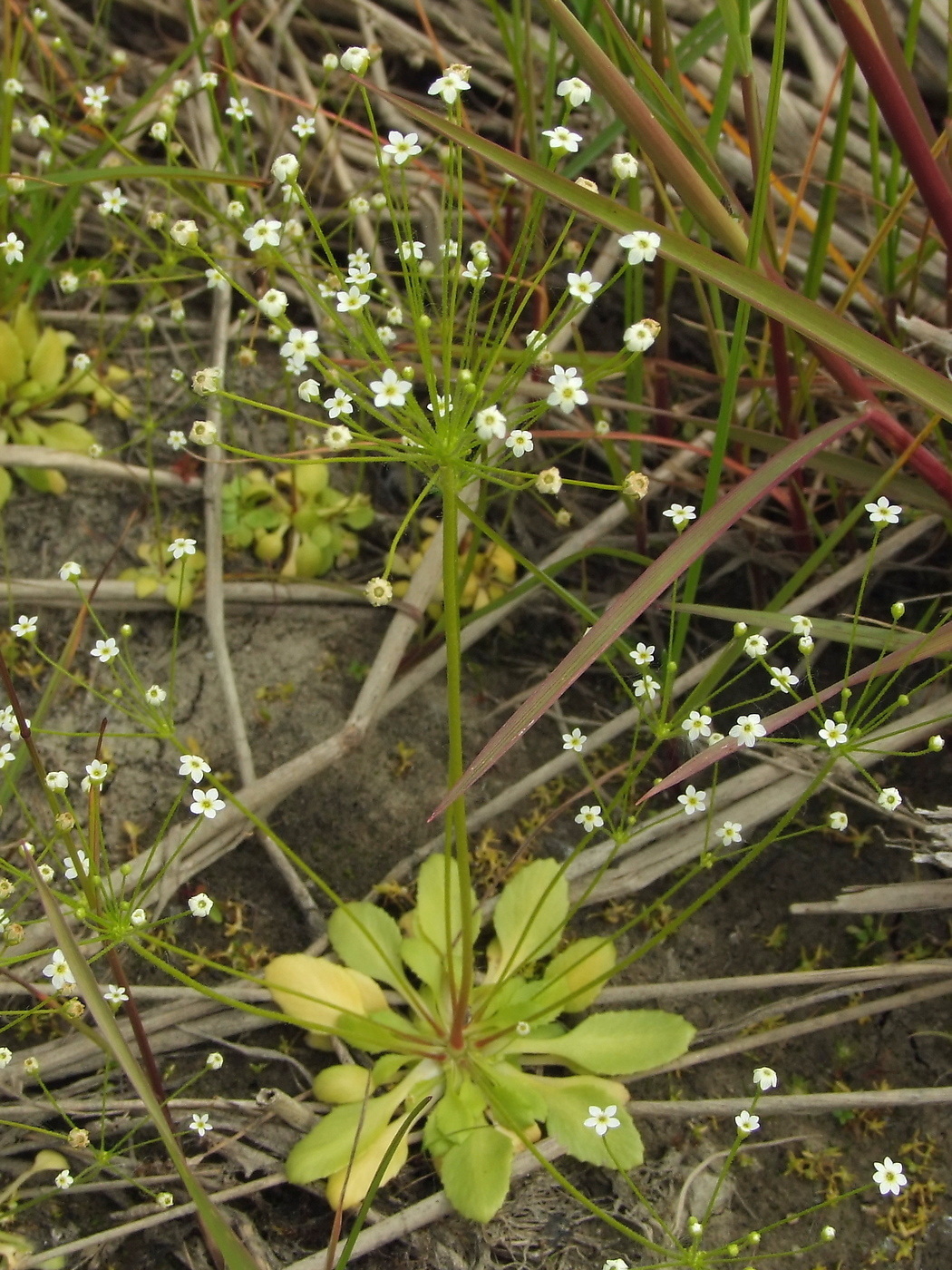 Изображение особи Androsace filiformis.