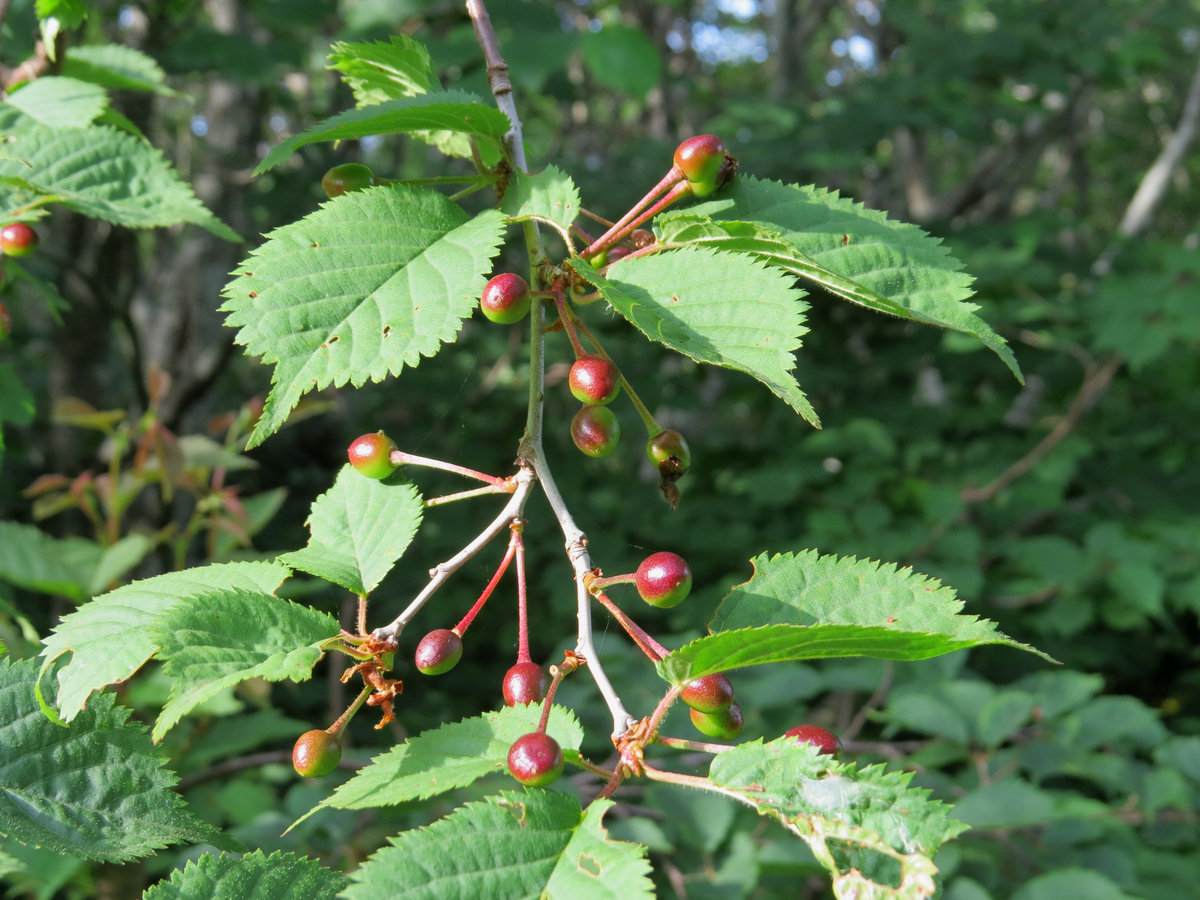 Изображение особи Cerasus sachalinensis.